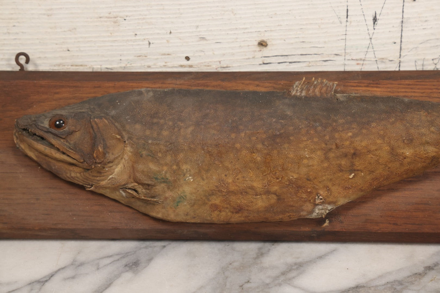 Lot 036 - Antique Fish Trout Full Taxidermy Mount On Wood Panel, Caught In Bowles Pond, Bellevue, New Hampshire, 1901, Note Poor Condition