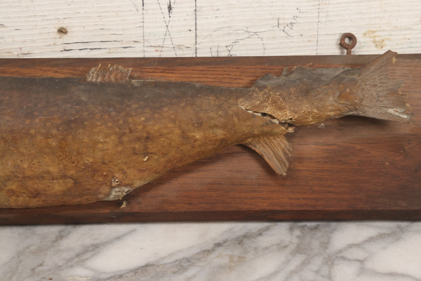 Lot 036 - Antique Fish Trout Full Taxidermy Mount On Wood Panel, Caught In Bowles Pond, Bellevue, New Hampshire, 1901, Note Poor Condition