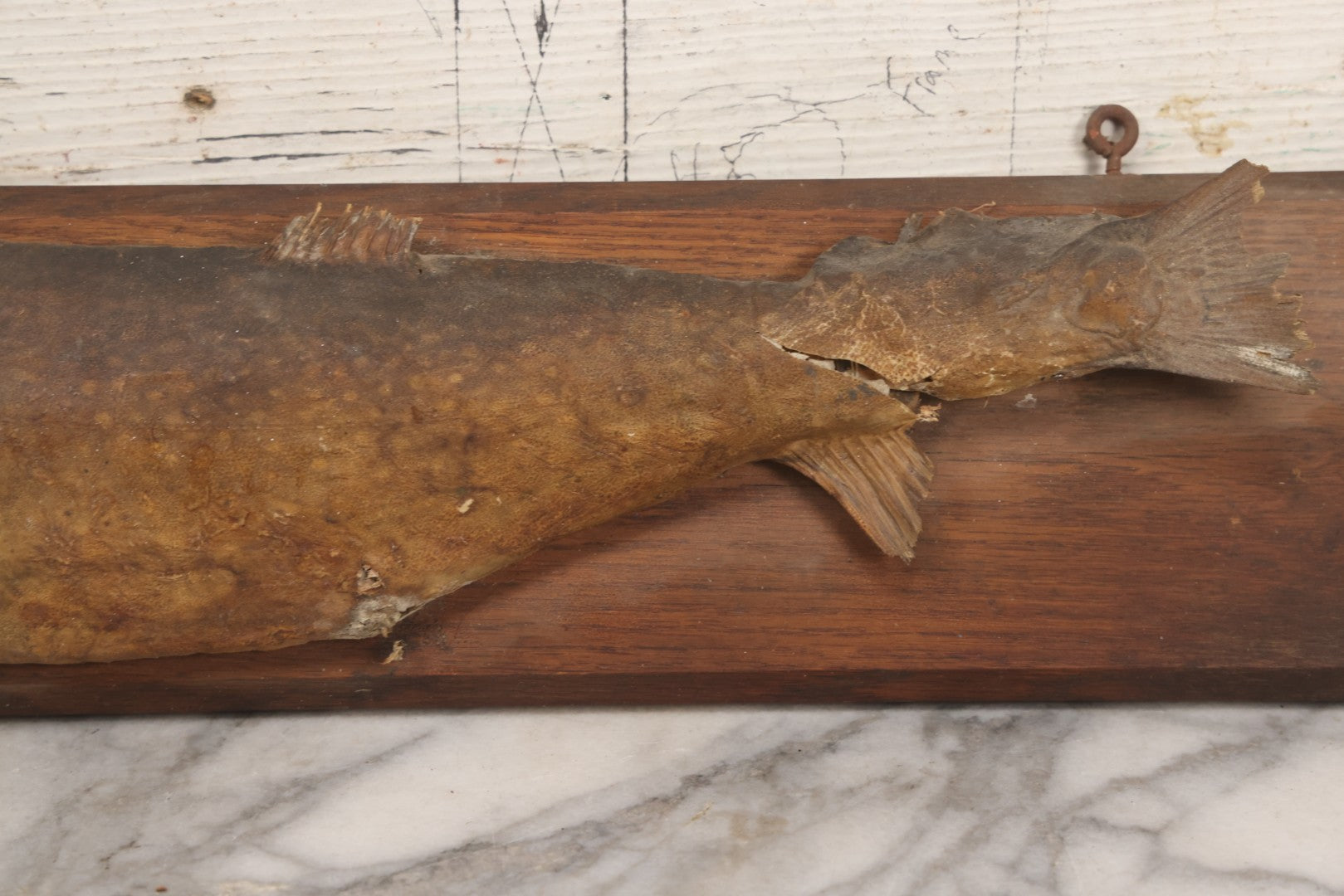 Lot 036 - Antique Fish Trout Full Taxidermy Mount On Wood Panel, Caught In Bowles Pond, Bellevue, New Hampshire, 1901, Note Poor Condition