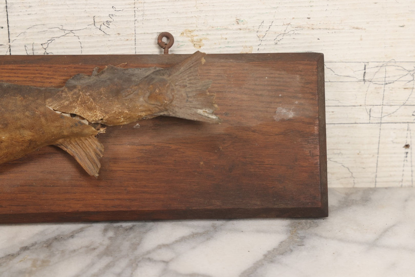 Lot 036 - Antique Fish Trout Full Taxidermy Mount On Wood Panel, Caught In Bowles Pond, Bellevue, New Hampshire, 1901, Note Poor Condition