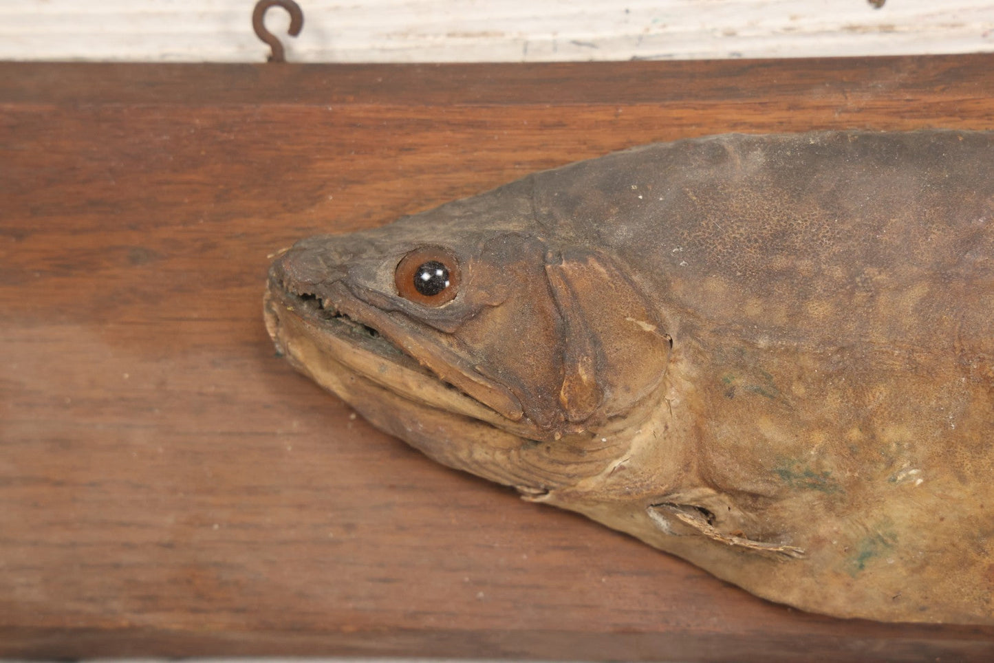 Lot 036 - Antique Fish Trout Full Taxidermy Mount On Wood Panel, Caught In Bowles Pond, Bellevue, New Hampshire, 1901, Note Poor Condition