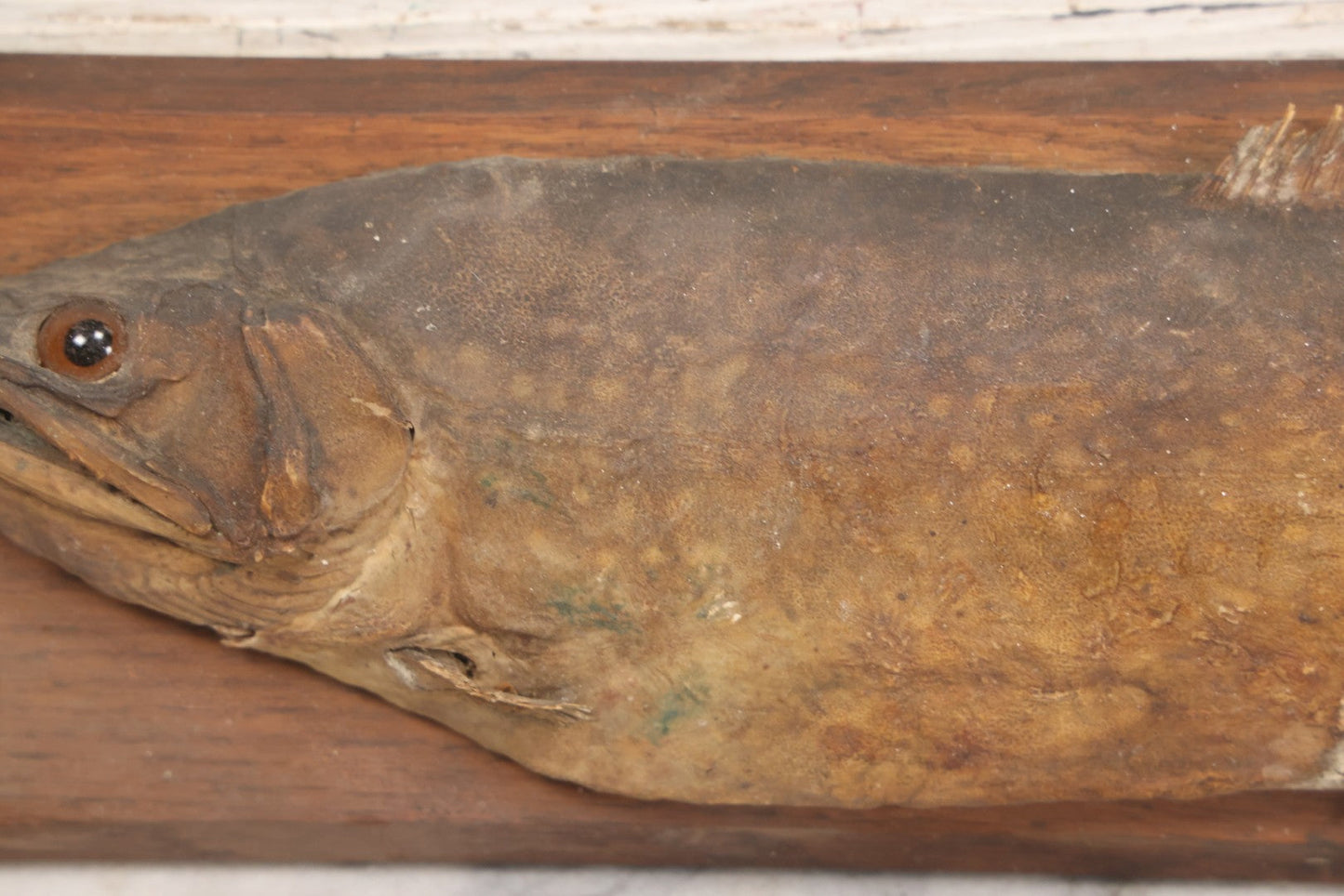 Lot 036 - Antique Fish Trout Full Taxidermy Mount On Wood Panel, Caught In Bowles Pond, Bellevue, New Hampshire, 1901, Note Poor Condition