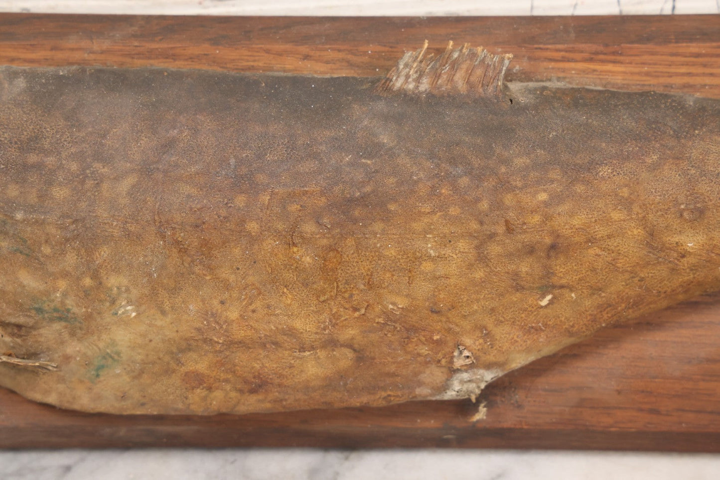 Lot 036 - Antique Fish Trout Full Taxidermy Mount On Wood Panel, Caught In Bowles Pond, Bellevue, New Hampshire, 1901, Note Poor Condition