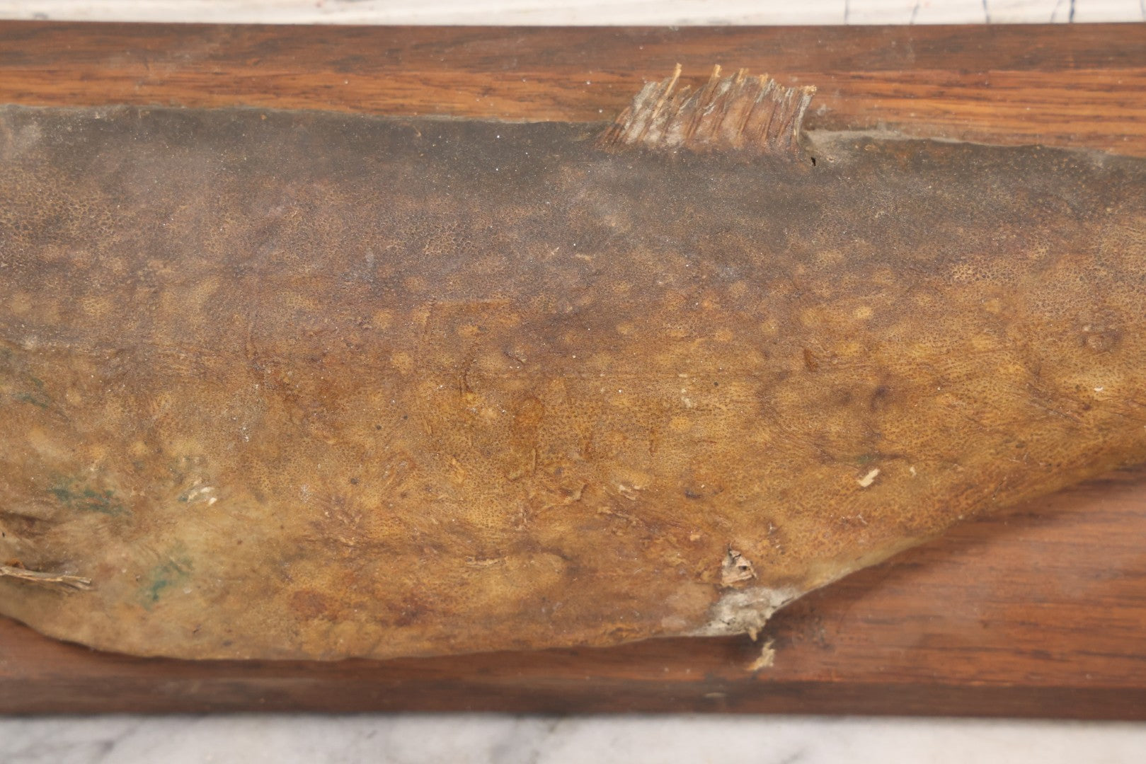 Lot 036 - Antique Fish Trout Full Taxidermy Mount On Wood Panel, Caught In Bowles Pond, Bellevue, New Hampshire, 1901, Note Poor Condition