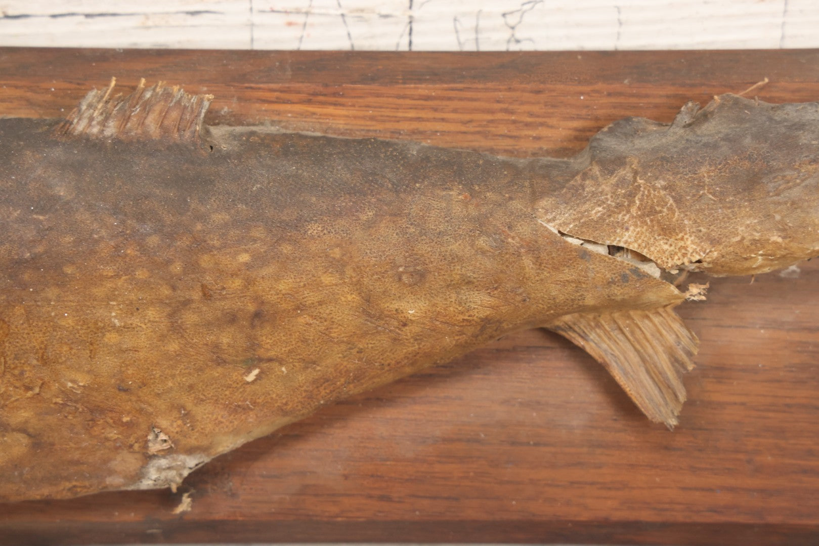 Lot 036 - Antique Fish Trout Full Taxidermy Mount On Wood Panel, Caught In Bowles Pond, Bellevue, New Hampshire, 1901, Note Poor Condition