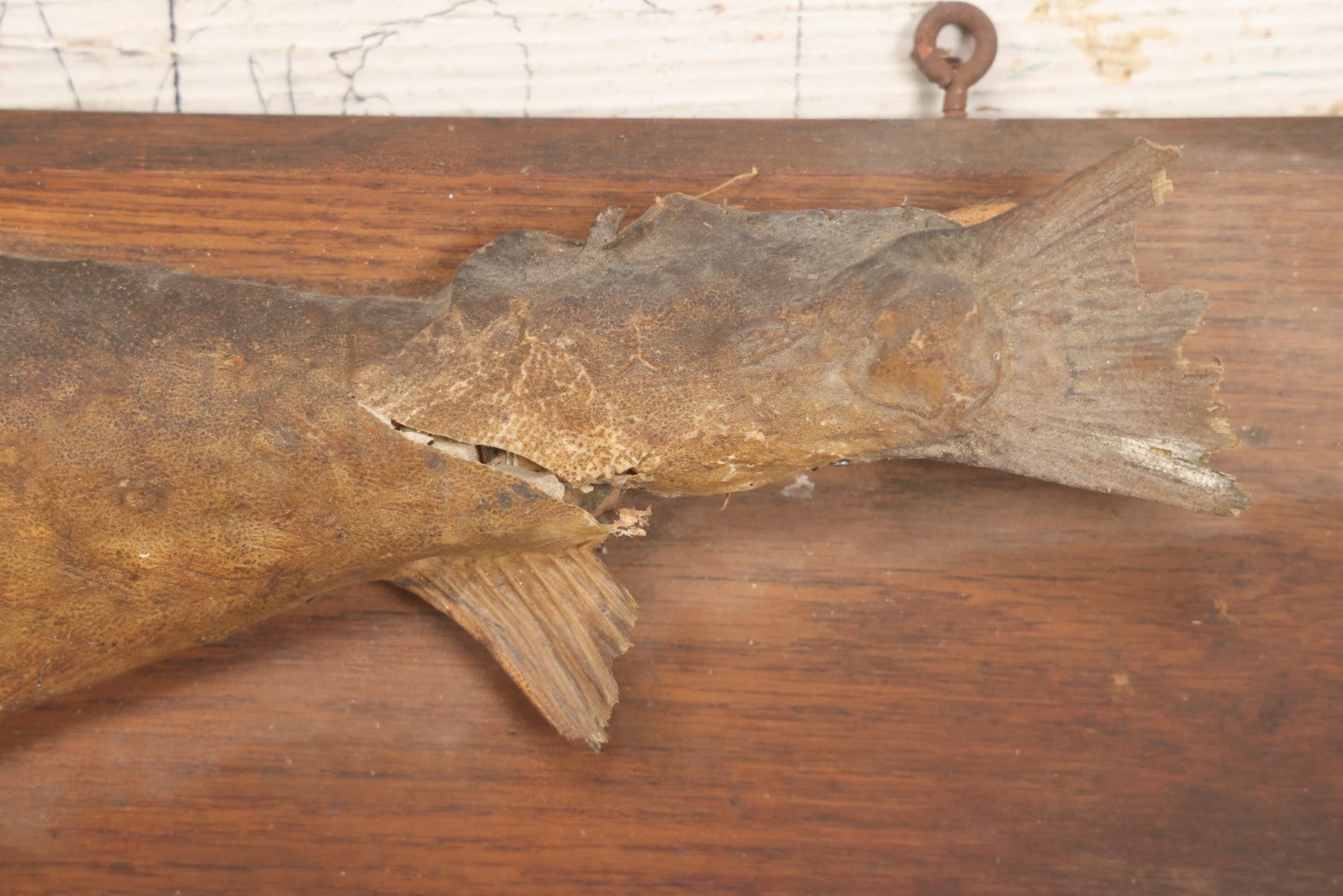 Lot 036 - Antique Fish Trout Full Taxidermy Mount On Wood Panel, Caught In Bowles Pond, Bellevue, New Hampshire, 1901, Note Poor Condition