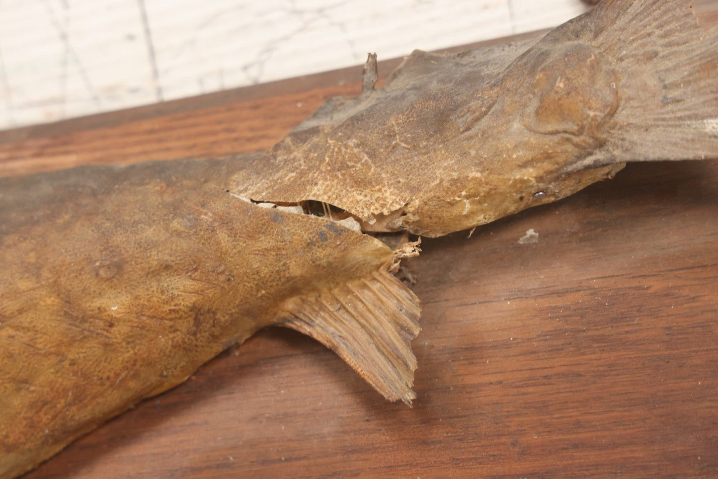 Lot 036 - Antique Fish Trout Full Taxidermy Mount On Wood Panel, Caught In Bowles Pond, Bellevue, New Hampshire, 1901, Note Poor Condition
