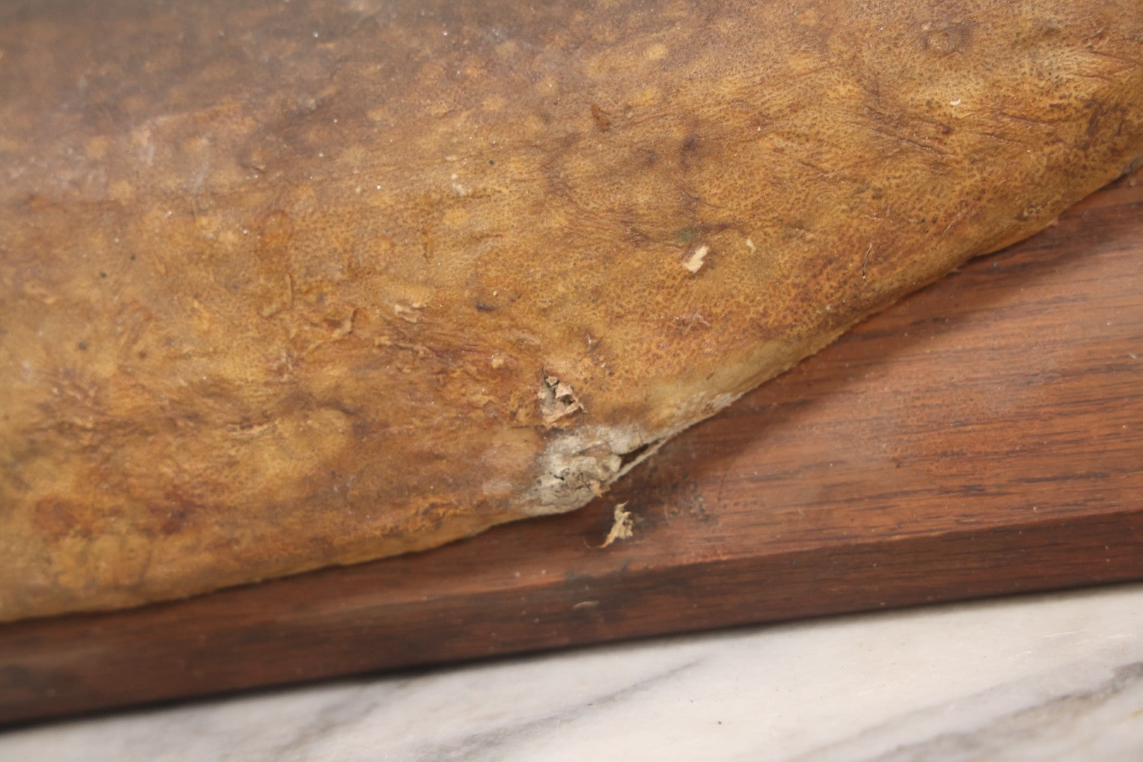 Lot 036 - Antique Fish Trout Full Taxidermy Mount On Wood Panel, Caught In Bowles Pond, Bellevue, New Hampshire, 1901, Note Poor Condition