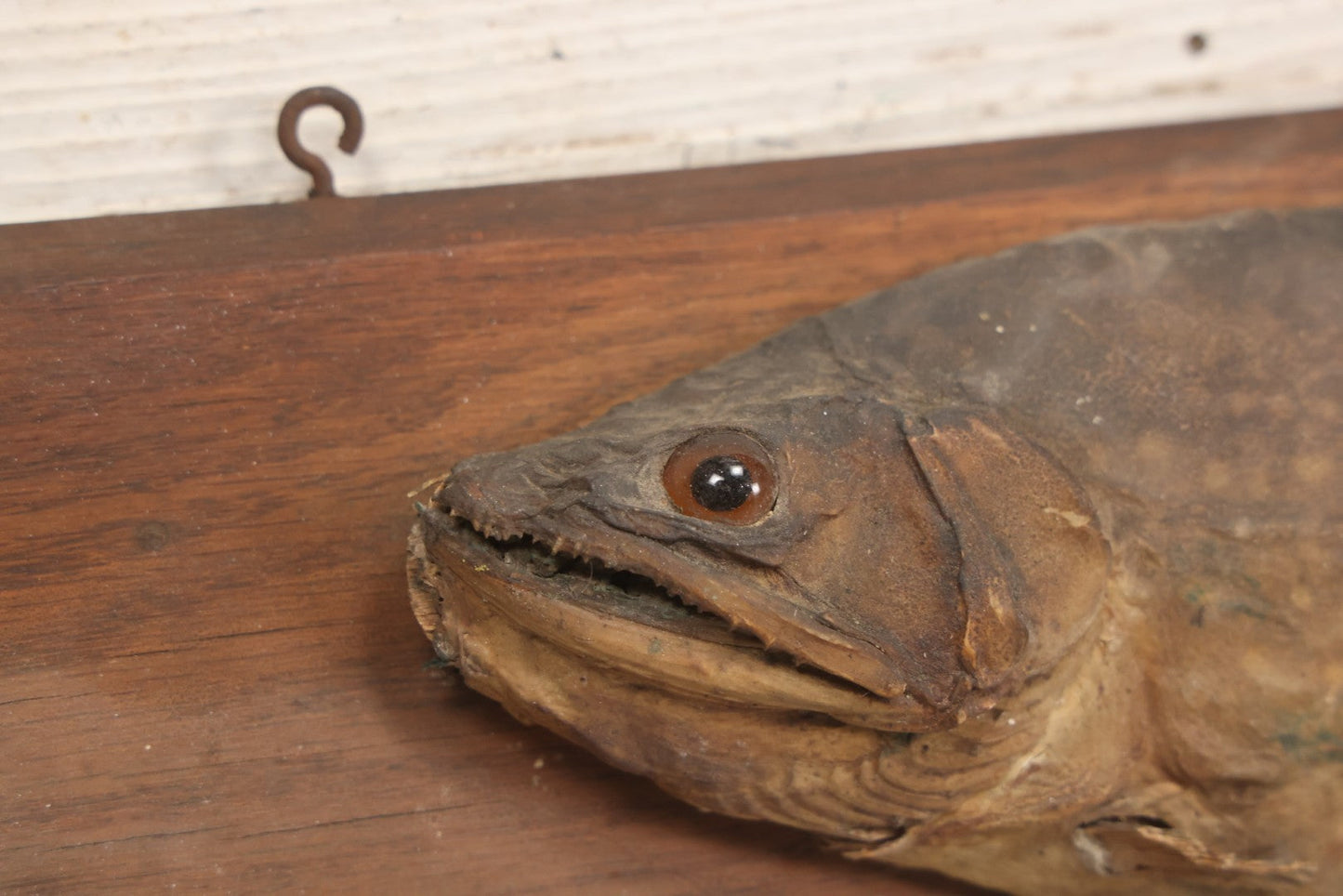 Lot 036 - Antique Fish Trout Full Taxidermy Mount On Wood Panel, Caught In Bowles Pond, Bellevue, New Hampshire, 1901, Note Poor Condition