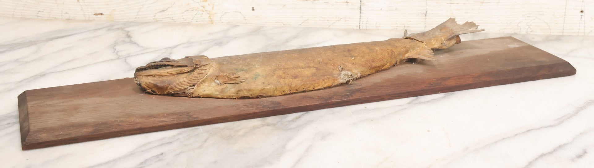 Lot 036 - Antique Fish Trout Full Taxidermy Mount On Wood Panel, Caught In Bowles Pond, Bellevue, New Hampshire, 1901, Note Poor Condition