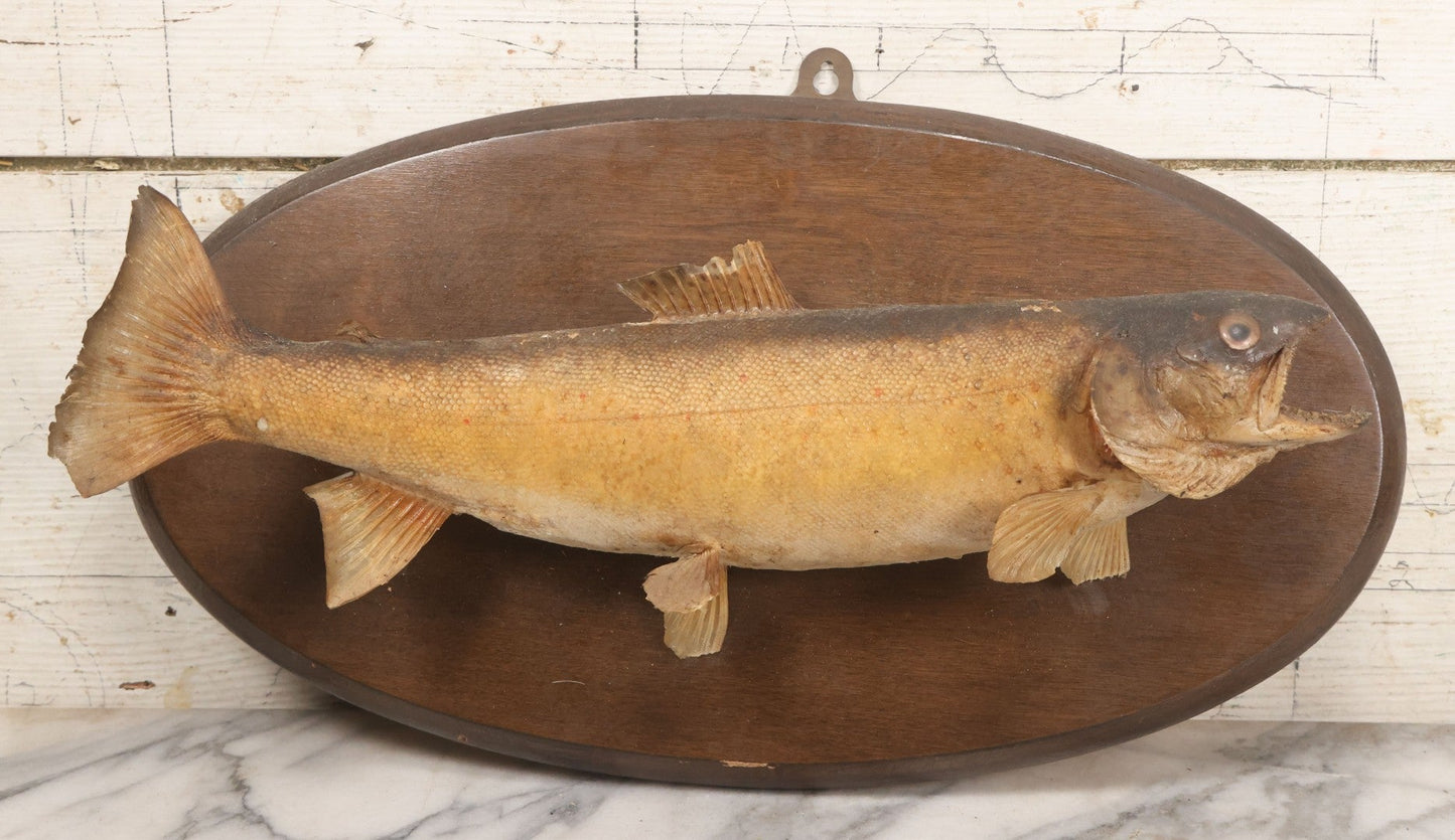 Lot 037 - Vintage Fish Trout Taxidermy Mount On Oval Wood Shield, Caught In Cane Creek, About Taylor Ranch, Buncombe County, North Carolina, 1975, Note Wear And Tear