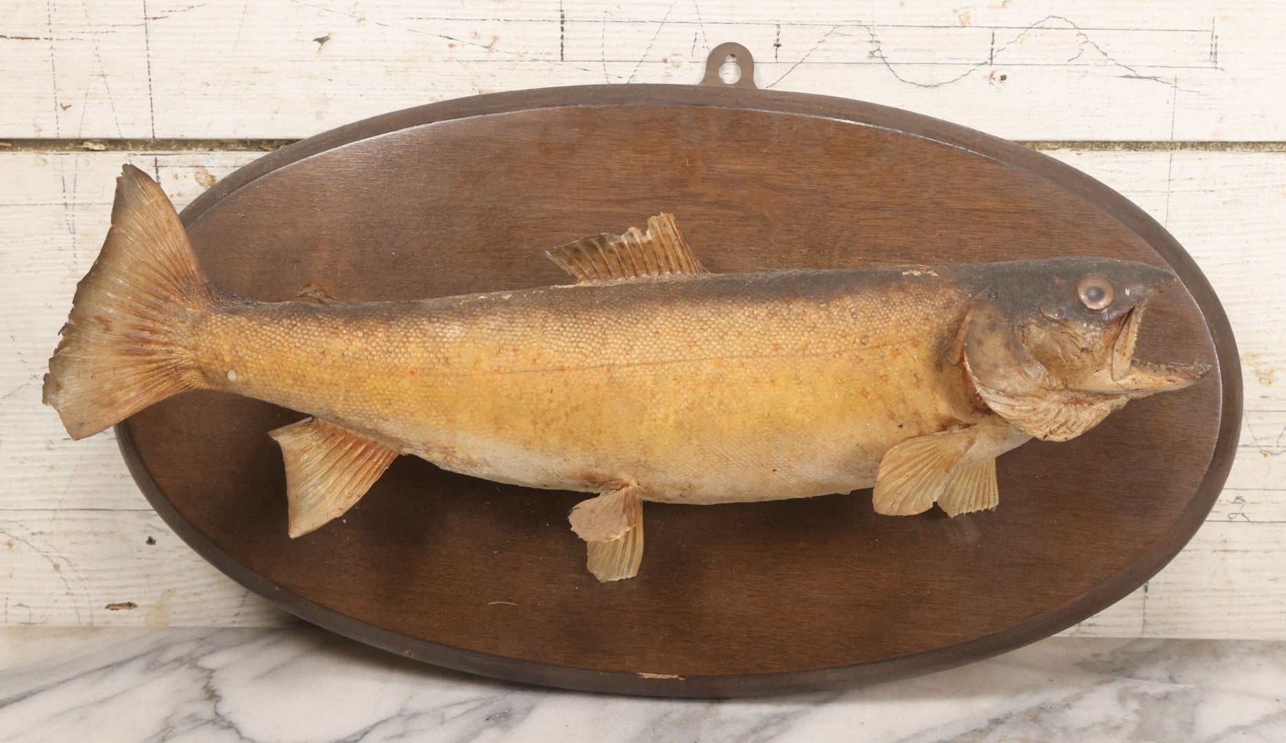 Lot 037 - Vintage Fish Trout Taxidermy Mount On Oval Wood Shield, Caught In Cane Creek, About Taylor Ranch, Buncombe County, North Carolina, 1975, Note Wear And Tear