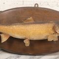 Lot 037 - Vintage Fish Trout Taxidermy Mount On Oval Wood Shield, Caught In Cane Creek, About Taylor Ranch, Buncombe County, North Carolina, 1975, Note Wear And Tear, 18-1/2" x 10"
