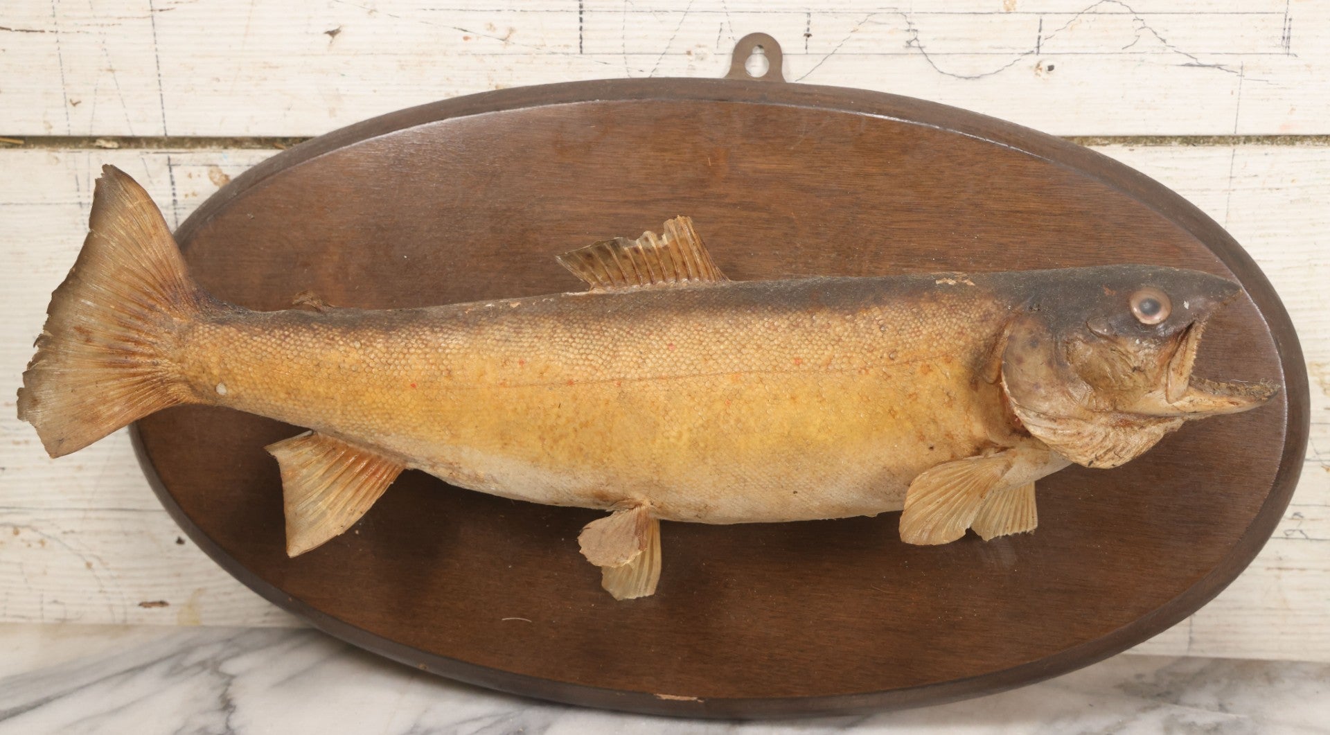 Lot 037 - Vintage Fish Trout Taxidermy Mount On Oval Wood Shield, Caught In Cane Creek, About Taylor Ranch, Buncombe County, North Carolina, 1975, Note Wear And Tear