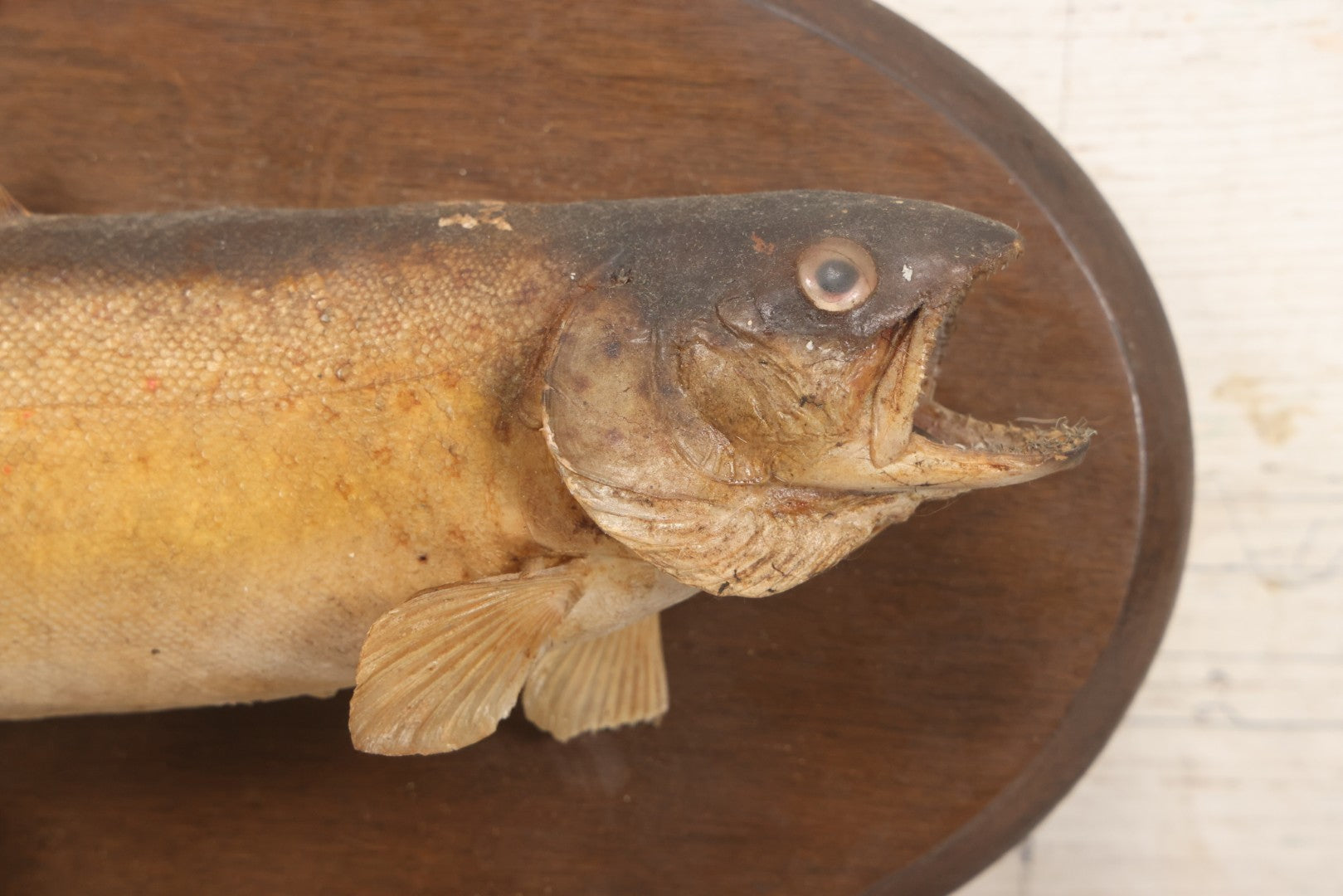 Lot 037 - Vintage Fish Trout Taxidermy Mount On Oval Wood Shield, Caught In Cane Creek, About Taylor Ranch, Buncombe County, North Carolina, 1975, Note Wear And Tear