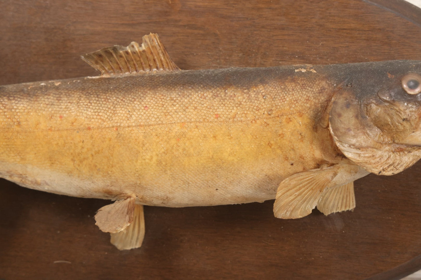 Lot 037 - Vintage Fish Trout Taxidermy Mount On Oval Wood Shield, Caught In Cane Creek, About Taylor Ranch, Buncombe County, North Carolina, 1975, Note Wear And Tear