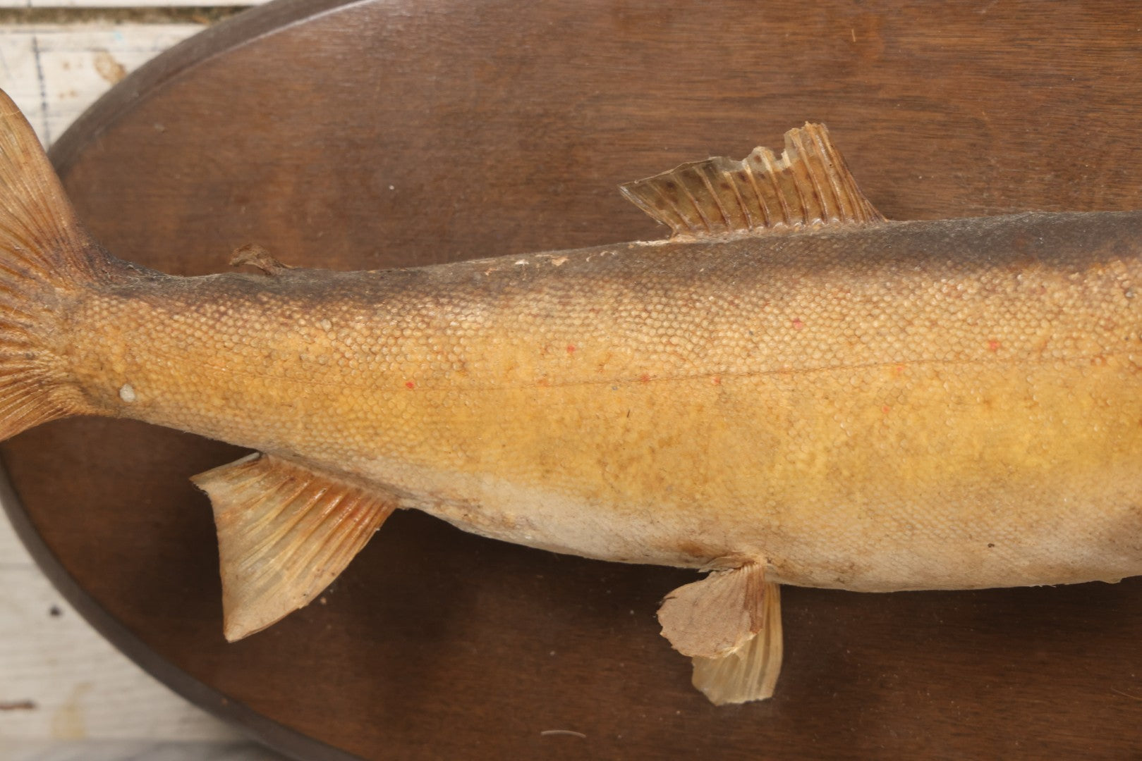Lot 037 - Vintage Fish Trout Taxidermy Mount On Oval Wood Shield, Caught In Cane Creek, About Taylor Ranch, Buncombe County, North Carolina, 1975, Note Wear And Tear