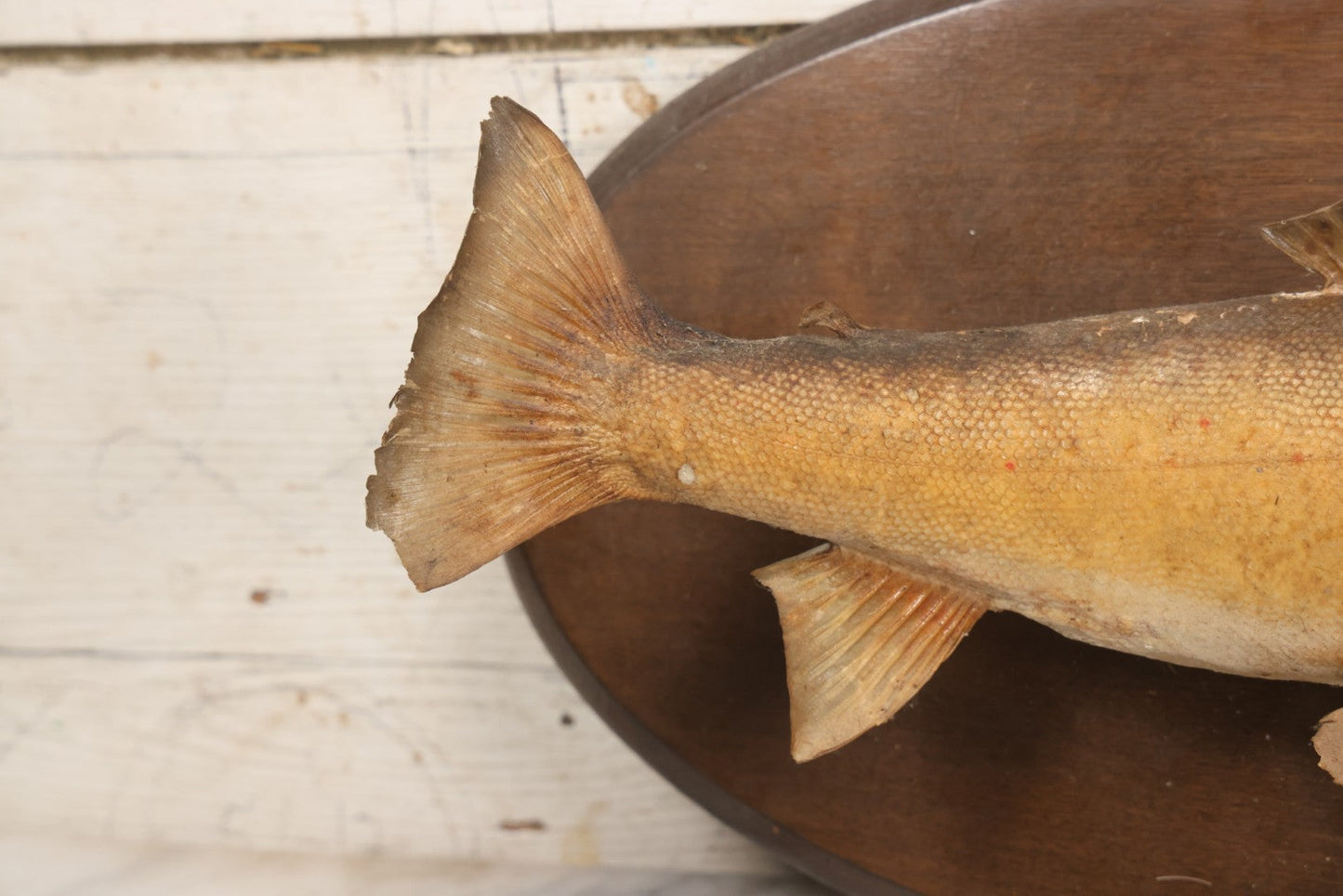 Lot 037 - Vintage Fish Trout Taxidermy Mount On Oval Wood Shield, Caught In Cane Creek, About Taylor Ranch, Buncombe County, North Carolina, 1975, Note Wear And Tear