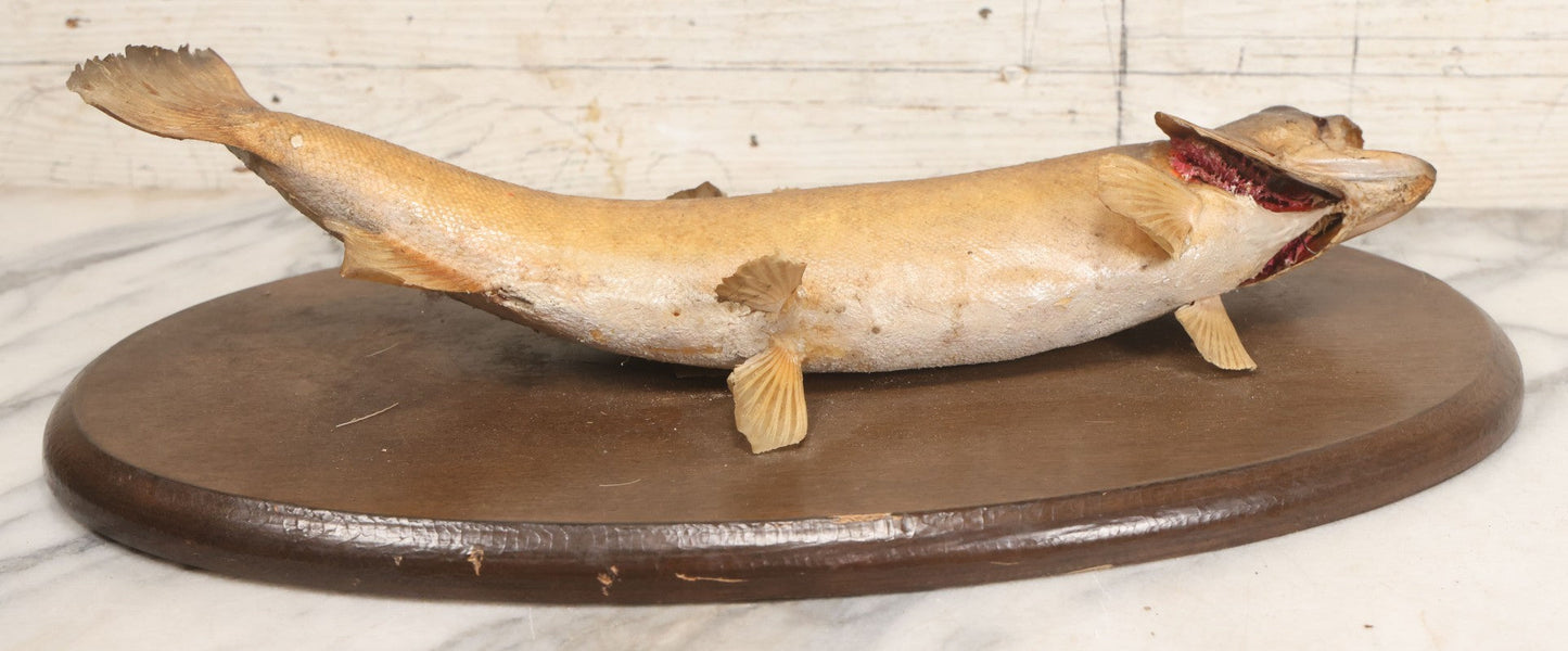 Lot 037 - Vintage Fish Trout Taxidermy Mount On Oval Wood Shield, Caught In Cane Creek, About Taylor Ranch, Buncombe County, North Carolina, 1975, Note Wear And Tear
