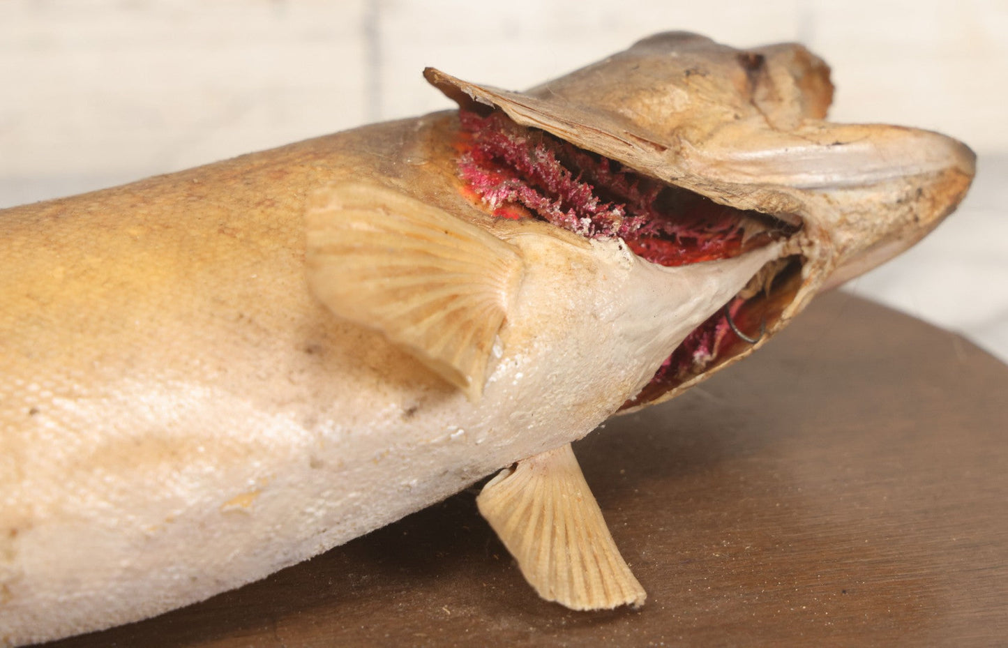 Lot 037 - Vintage Fish Trout Taxidermy Mount On Oval Wood Shield, Caught In Cane Creek, About Taylor Ranch, Buncombe County, North Carolina, 1975, Note Wear And Tear