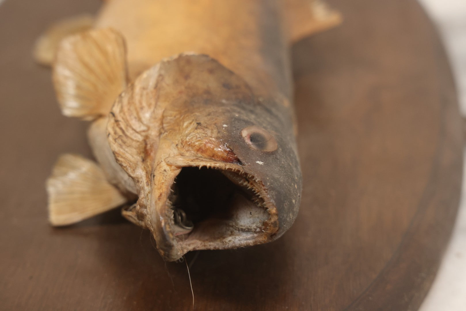Lot 037 - Vintage Fish Trout Taxidermy Mount On Oval Wood Shield, Caught In Cane Creek, About Taylor Ranch, Buncombe County, North Carolina, 1975, Note Wear And Tear