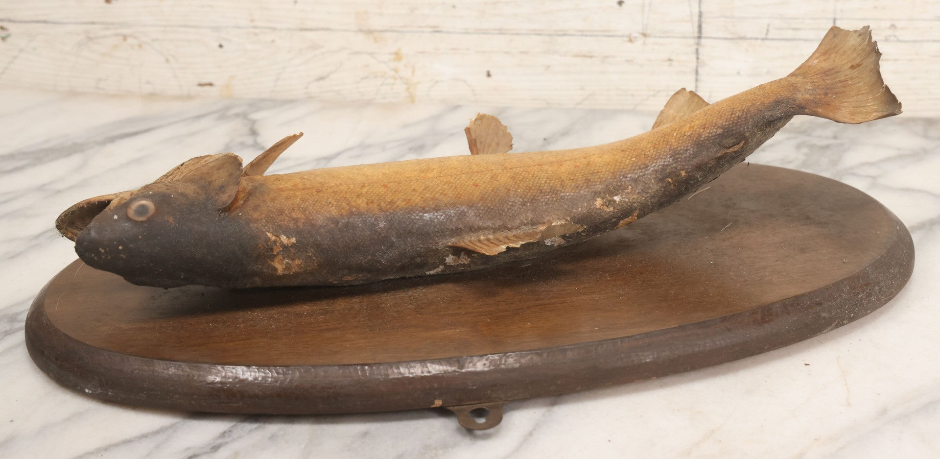 Lot 037 - Vintage Fish Trout Taxidermy Mount On Oval Wood Shield, Caught In Cane Creek, About Taylor Ranch, Buncombe County, North Carolina, 1975, Note Wear And Tear