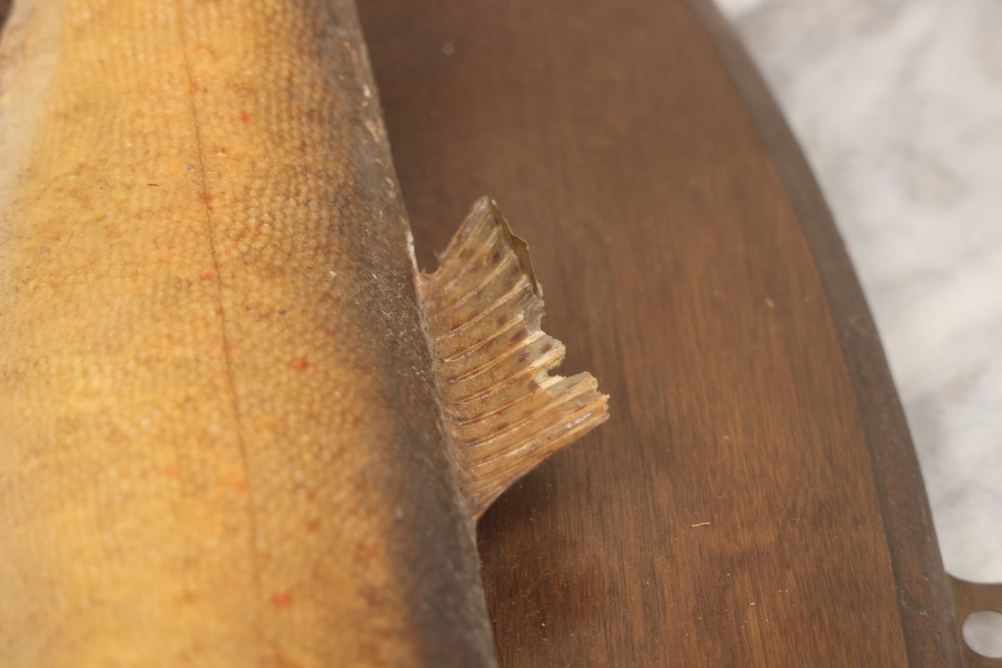 Lot 037 - Vintage Fish Trout Taxidermy Mount On Oval Wood Shield, Caught In Cane Creek, About Taylor Ranch, Buncombe County, North Carolina, 1975, Note Wear And Tear