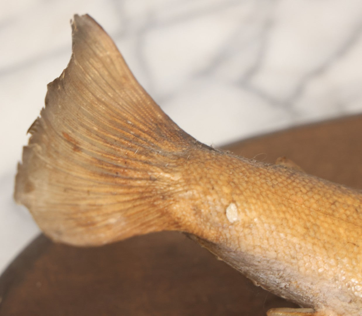 Lot 037 - Vintage Fish Trout Taxidermy Mount On Oval Wood Shield, Caught In Cane Creek, About Taylor Ranch, Buncombe County, North Carolina, 1975, Note Wear And Tear