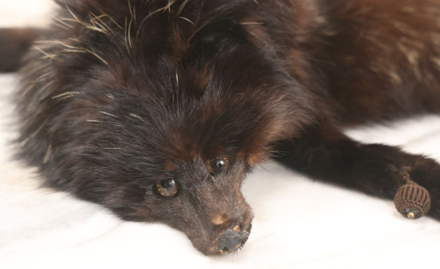 Lot 038 - Vintage Real Fur Fox Scarf, Manufactured By Frank L. Singer Furs, Peekskill, New York, Note Wear And Tear