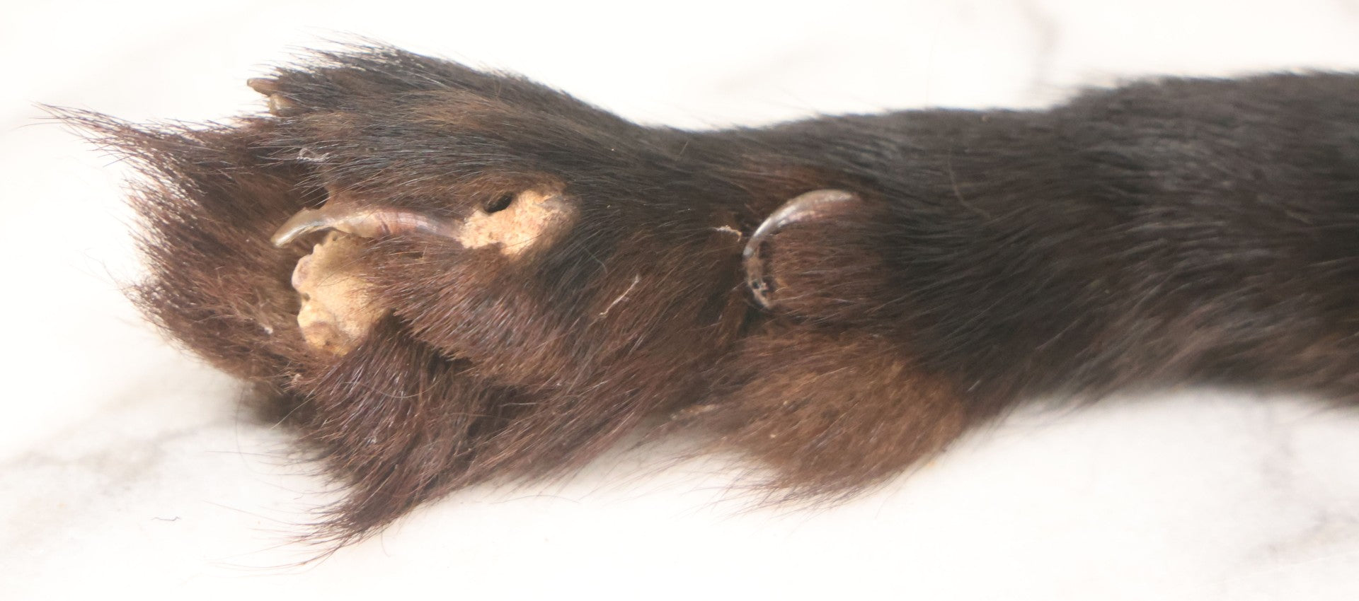 Lot 038 - Vintage Real Fur Fox Scarf, Manufactured By Frank L. Singer Furs, Peekskill, New York, Note Wear And Tear