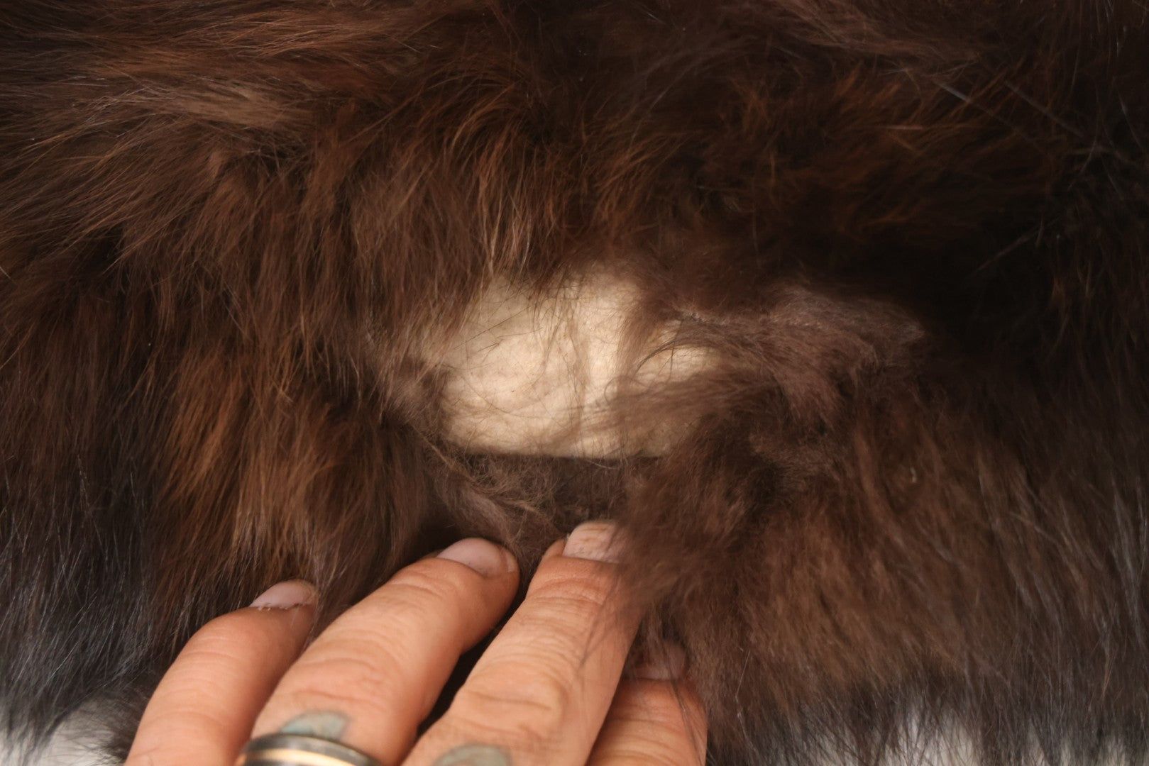 Lot 038 - Vintage Real Fur Fox Scarf, Manufactured By Frank L. Singer Furs, Peekskill, New York, Note Wear And Tear