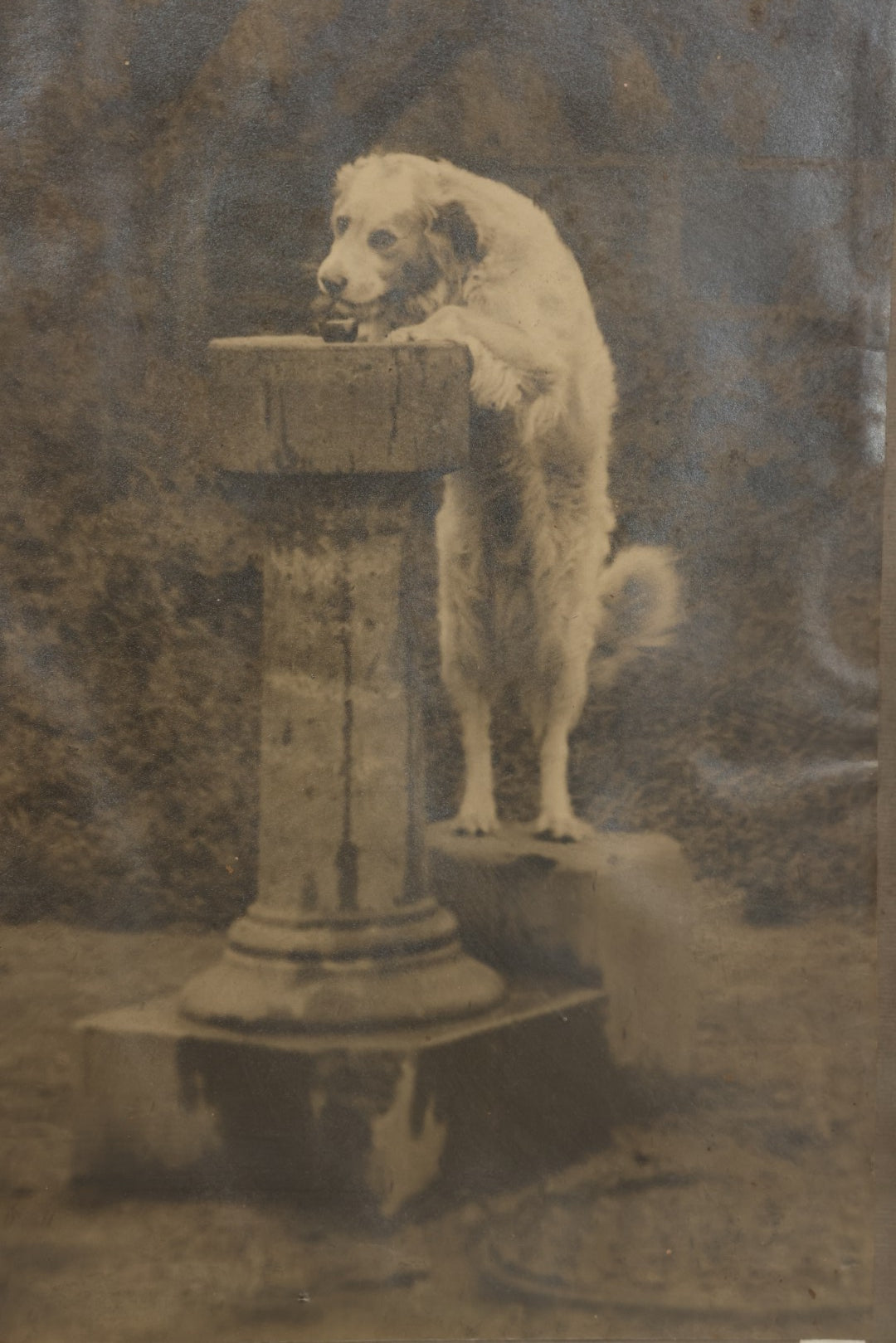 Lot 089 - Antique Photo Clipping Of Dog Drinking From Fountain, In Frame