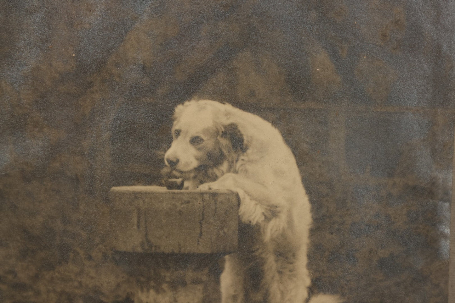 Lot 089 - Antique Photo Clipping Of Dog Drinking From Fountain, In Frame