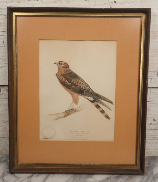 Lot 095 - Antique Hand Colored Natural History Bird Engraving, "Montagu's Harrier" (Circus Montagui), Young Male, In Modern Frame