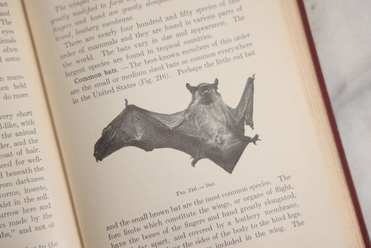 Lot 166 - "A Text-Book In General Zoölogy" Antique Science Book By Glenn W. Herrick, Illustrated With Diagrams And Photographs, Maroon Cloth Boards With Blind-Stamped Title, American Book Company, Publishers, New York, Cincinnati, And Chicago, 1907