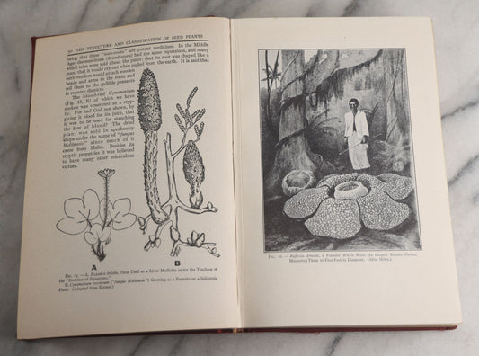 Lot 168 - "General Botany For Colleges" Vintage Botany Textbook By Ray Ethan Torrey, With 252 Illustrations, Maroon Cloth Boards With Gilt Spine Titles, The Century Biological Series, Appleton-Century-Crofts, Inc., Publishers, New York, 1932