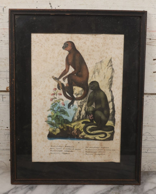 Lot 013 - Antique Hand Colored Natural History Zoological Lithograph Plate Print Depicting Monkeys With German, French, Latin, And Hungarian Text, After Brodtmann, Circa Early 19th Century, In Frame, 12-3/4" x 16-3/4"