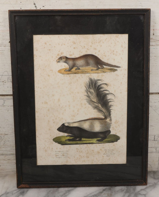 Lot 014 - Antique Hand Colored Natural History Zoological Lithograph Plate Print Depicting  European Otter And Skunk, With German, French, Latin, And Hungarian Text, After Brodtmann, Circa Early 19th Century, In Frame, 12-3/4" x 16-3/4"
