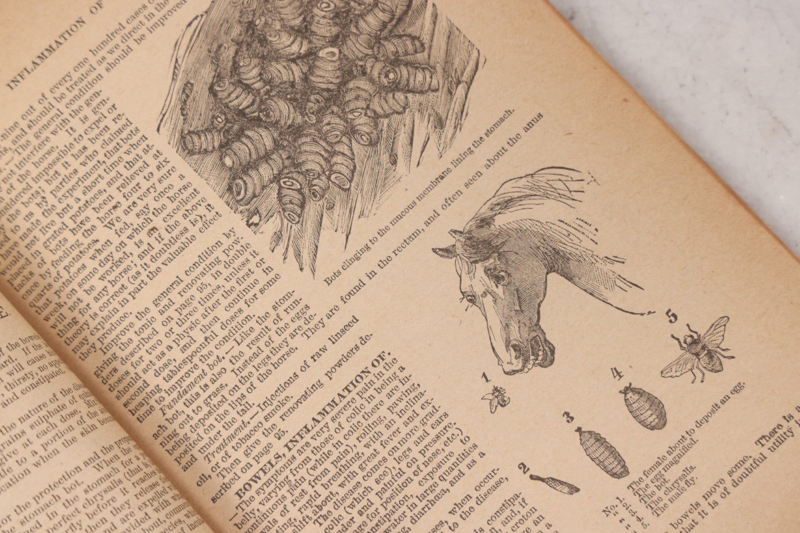 Lot 050 - "The Doctor At Home, Illustrated: Treating The Diseases Of Man And The Horse" Antique Illustrated Medical Booklet By Dr. B.J. Kendall Co., Enosburg Falls, Vermont, 1887