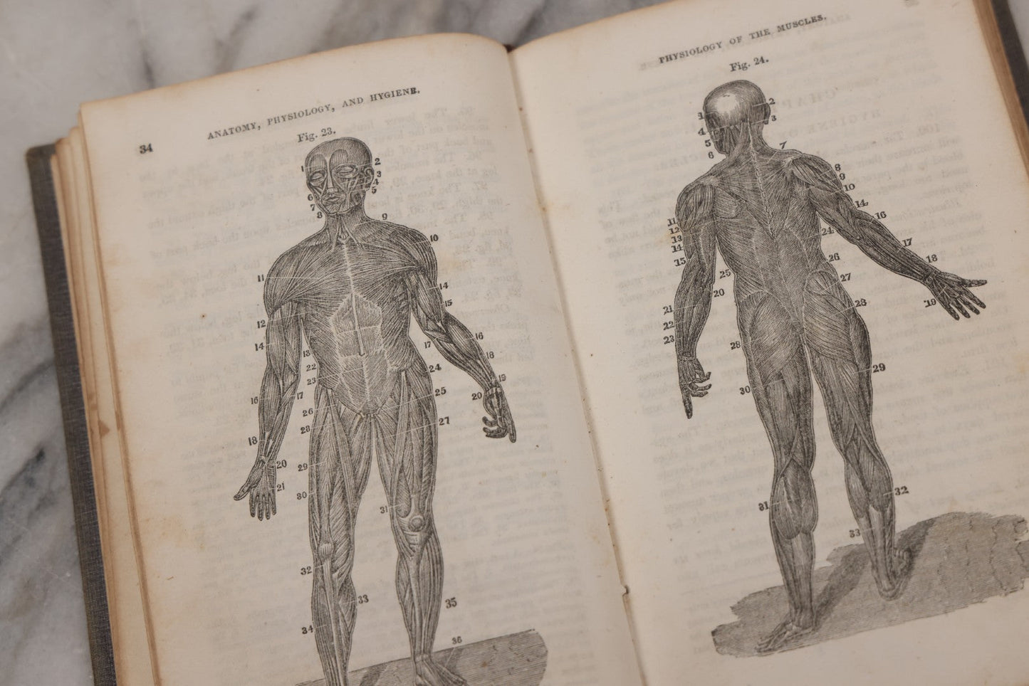 Lot 052 - "First Book On Anatomy, Physiology, And Hygiene, For Grammar Schools And Families" Antique Medical Book By Calvin Cutter, M.D. With 83 Engraved Illustrations, Stereotype Edition, Published By Benjamin B. Mussey & Co., Boston, 1850