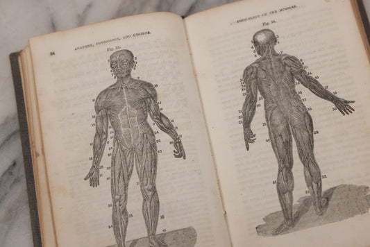 Lot 052 - "First Book On Anatomy, Physiology, And Hygiene, For Grammar Schools And Families" Antique Medical Book By Calvin Cutter, M.D. With 83 Engraved Illustrations, Stereotype Edition, Published By Benjamin B. Mussey & Co., Boston, 1850