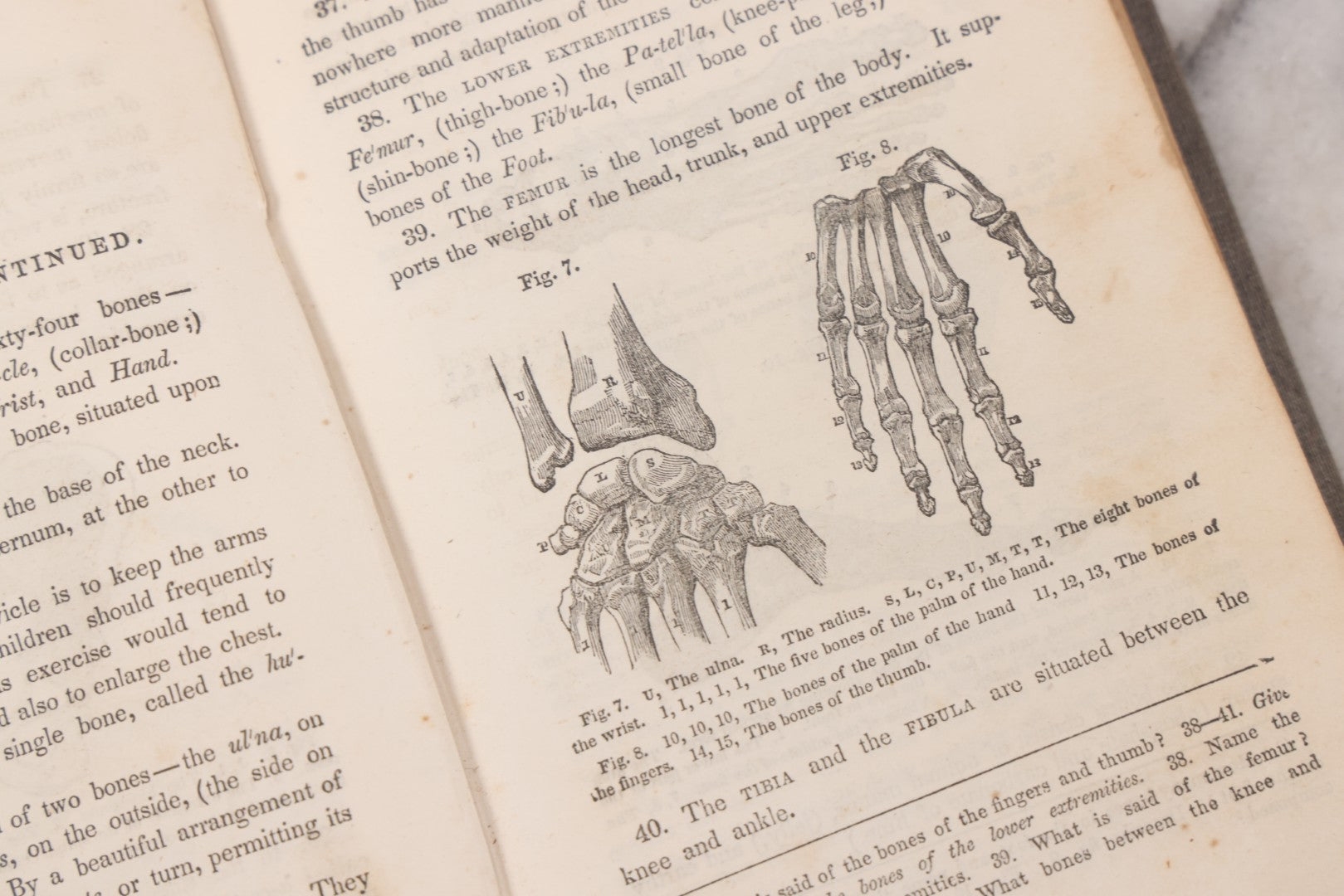 Lot 052 - "First Book On Anatomy, Physiology, And Hygiene, For Grammar Schools And Families" Antique Medical Book By Calvin Cutter, M.D. With 83 Engraved Illustrations, Stereotype Edition, Published By Benjamin B. Mussey & Co., Boston, 1850