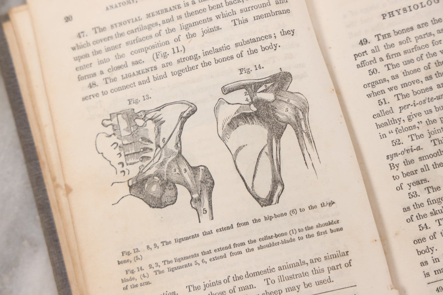 Lot 052 - "First Book On Anatomy, Physiology, And Hygiene, For Grammar Schools And Families" Antique Medical Book By Calvin Cutter, M.D. With 83 Engraved Illustrations, Stereotype Edition, Published By Benjamin B. Mussey & Co., Boston, 1850