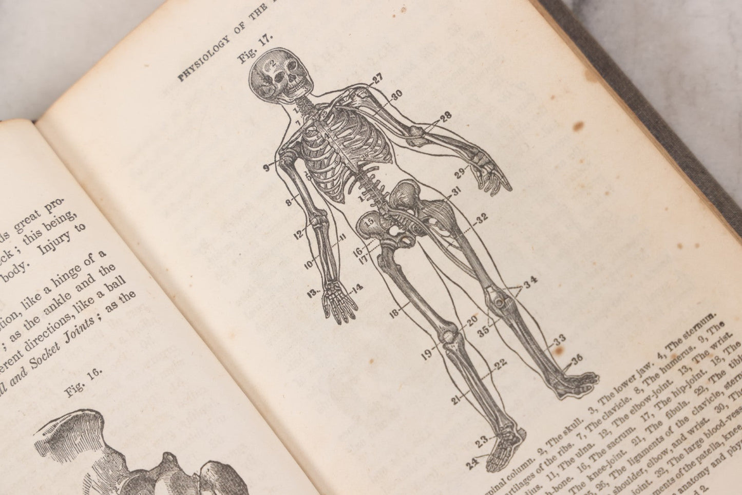 Lot 052 - "First Book On Anatomy, Physiology, And Hygiene, For Grammar Schools And Families" Antique Medical Book By Calvin Cutter, M.D. With 83 Engraved Illustrations, Stereotype Edition, Published By Benjamin B. Mussey & Co., Boston, 1850
