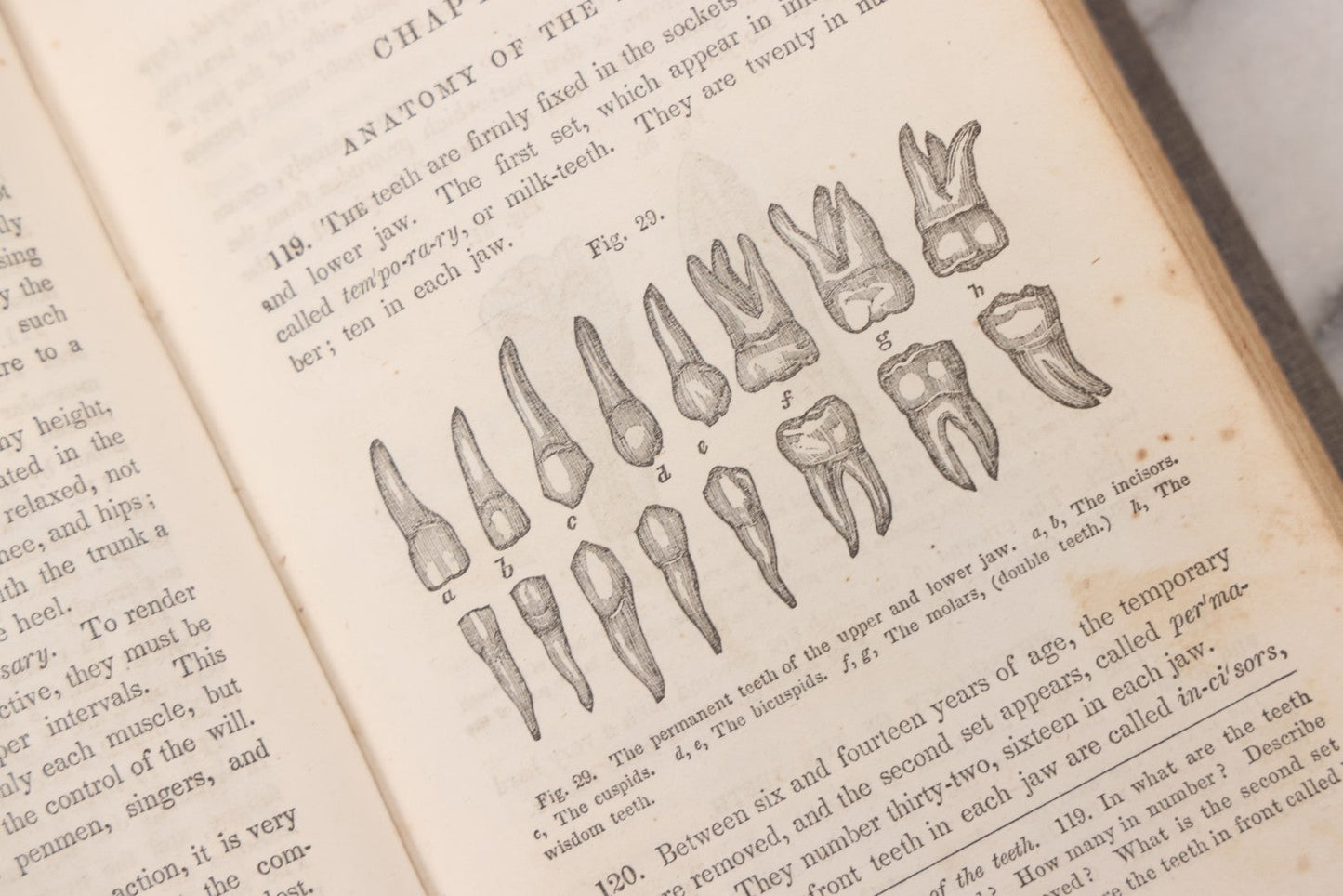 Lot 052 - "First Book On Anatomy, Physiology, And Hygiene, For Grammar Schools And Families" Antique Medical Book By Calvin Cutter, M.D. With 83 Engraved Illustrations, Stereotype Edition, Published By Benjamin B. Mussey & Co., Boston, 1850