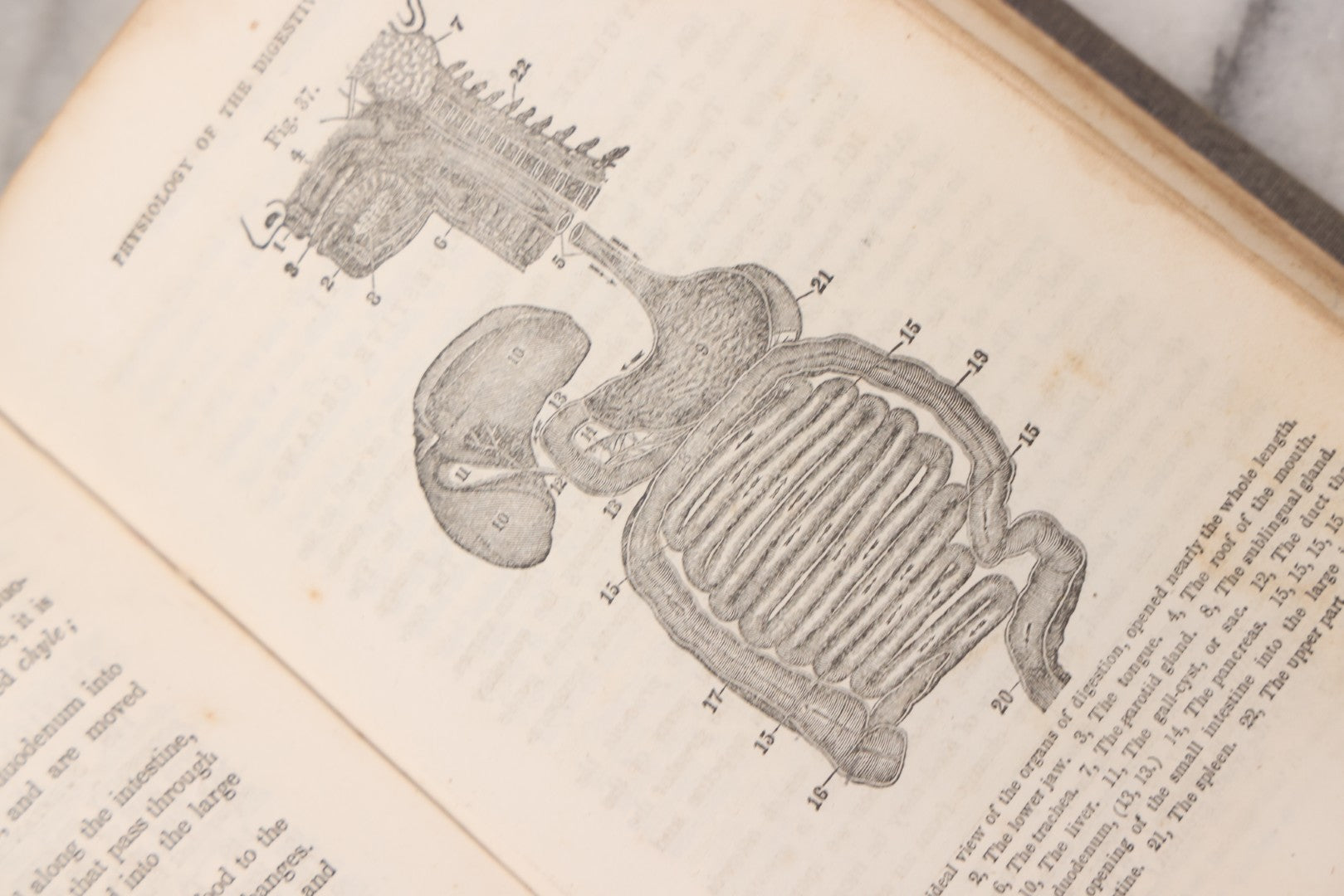 Lot 052 - "First Book On Anatomy, Physiology, And Hygiene, For Grammar Schools And Families" Antique Medical Book By Calvin Cutter, M.D. With 83 Engraved Illustrations, Stereotype Edition, Published By Benjamin B. Mussey & Co., Boston, 1850