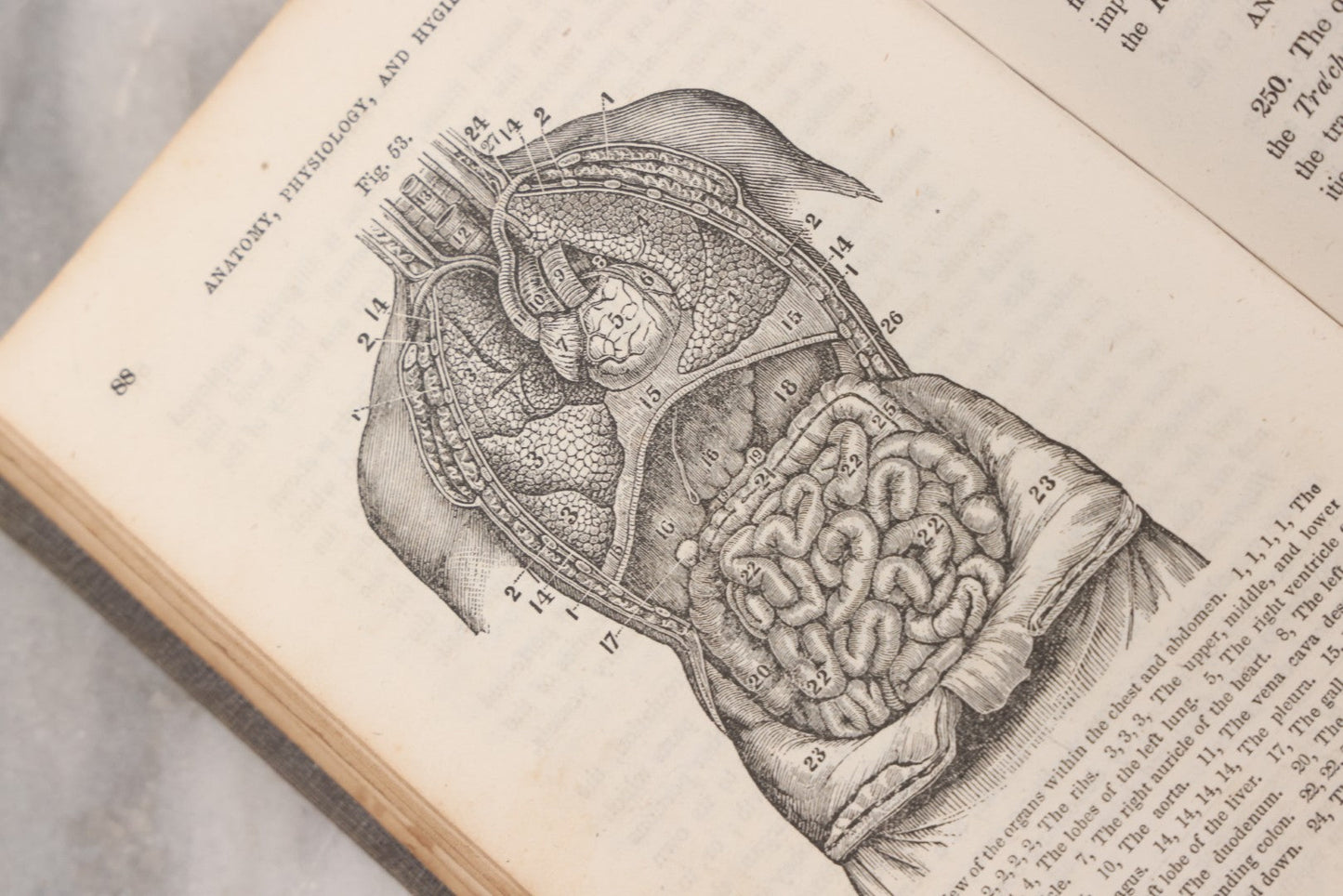 Lot 052 - "First Book On Anatomy, Physiology, And Hygiene, For Grammar Schools And Families" Antique Medical Book By Calvin Cutter, M.D. With 83 Engraved Illustrations, Stereotype Edition, Published By Benjamin B. Mussey & Co., Boston, 1850