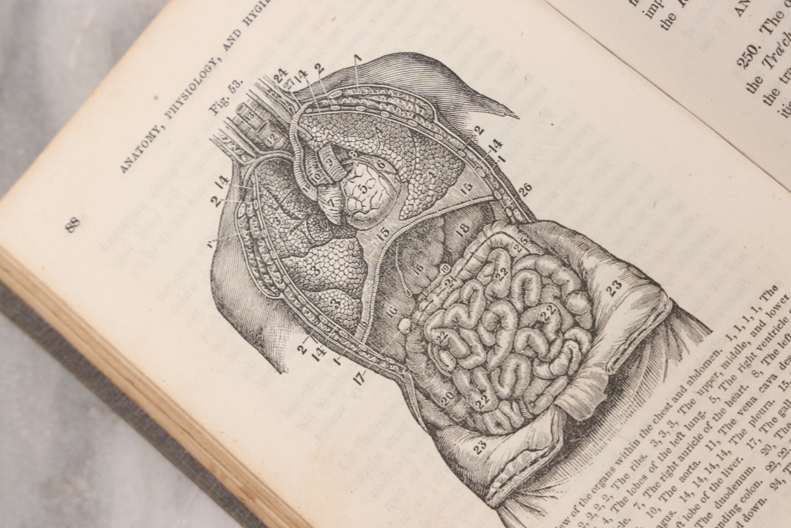 Lot 052 - "First Book On Anatomy, Physiology, And Hygiene, For Grammar Schools And Families" Antique Medical Book By Calvin Cutter, M.D. With 83 Engraved Illustrations, Stereotype Edition, Published By Benjamin B. Mussey & Co., Boston, 1850