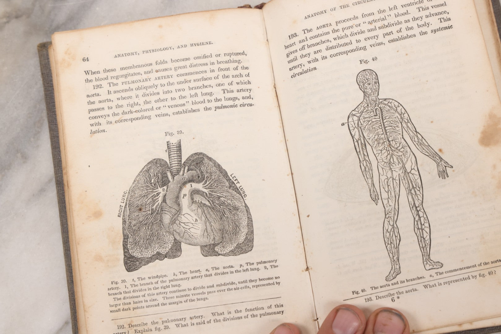Lot 052 - "First Book On Anatomy, Physiology, And Hygiene, For Grammar Schools And Families" Antique Medical Book By Calvin Cutter, M.D. With 83 Engraved Illustrations, Stereotype Edition, Published By Benjamin B. Mussey & Co., Boston, 1850