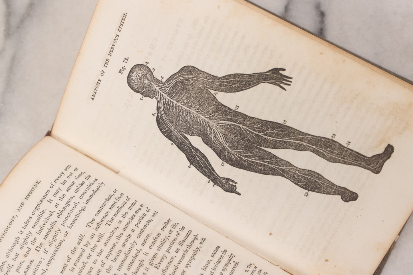 Lot 052 - "First Book On Anatomy, Physiology, And Hygiene, For Grammar Schools And Families" Antique Medical Book By Calvin Cutter, M.D. With 83 Engraved Illustrations, Stereotype Edition, Published By Benjamin B. Mussey & Co., Boston, 1850